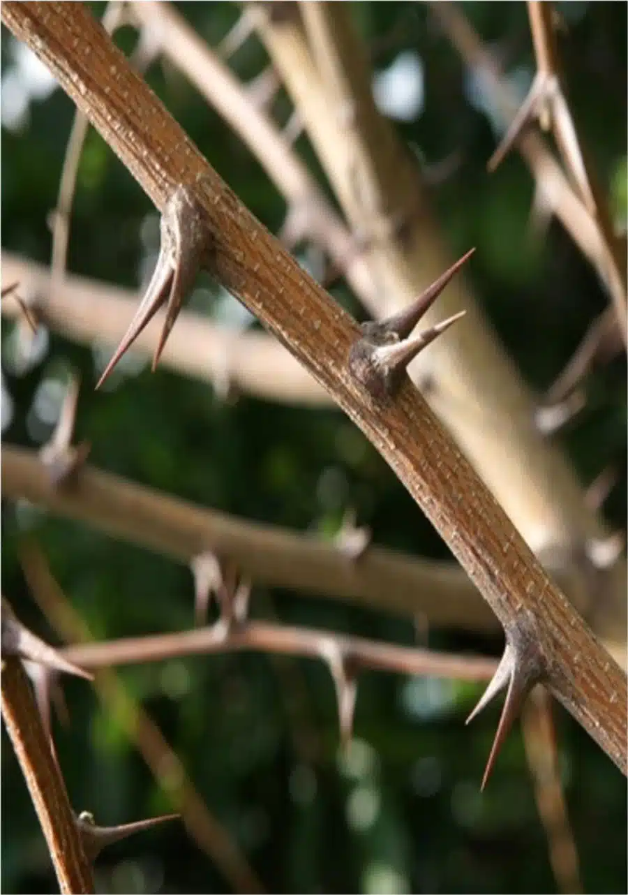 Black Locust Thorns