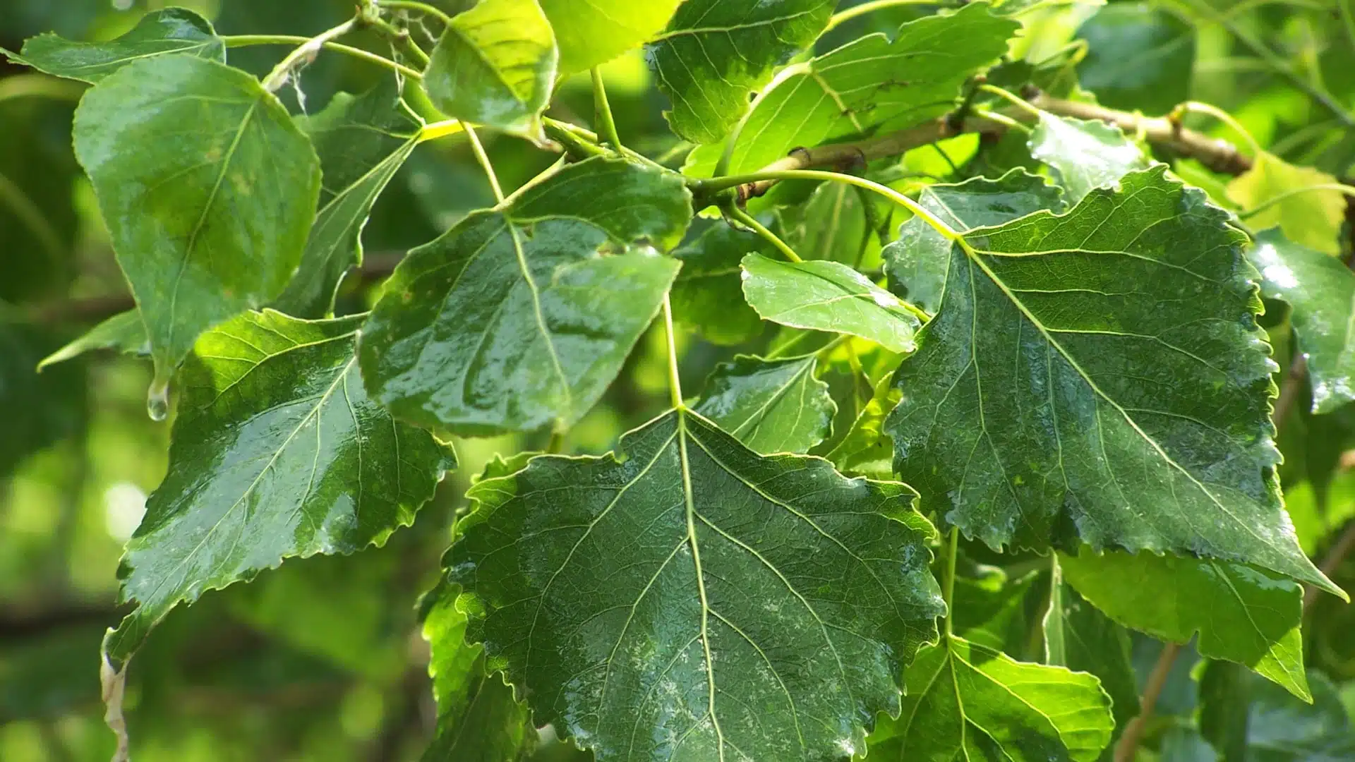 Poplar