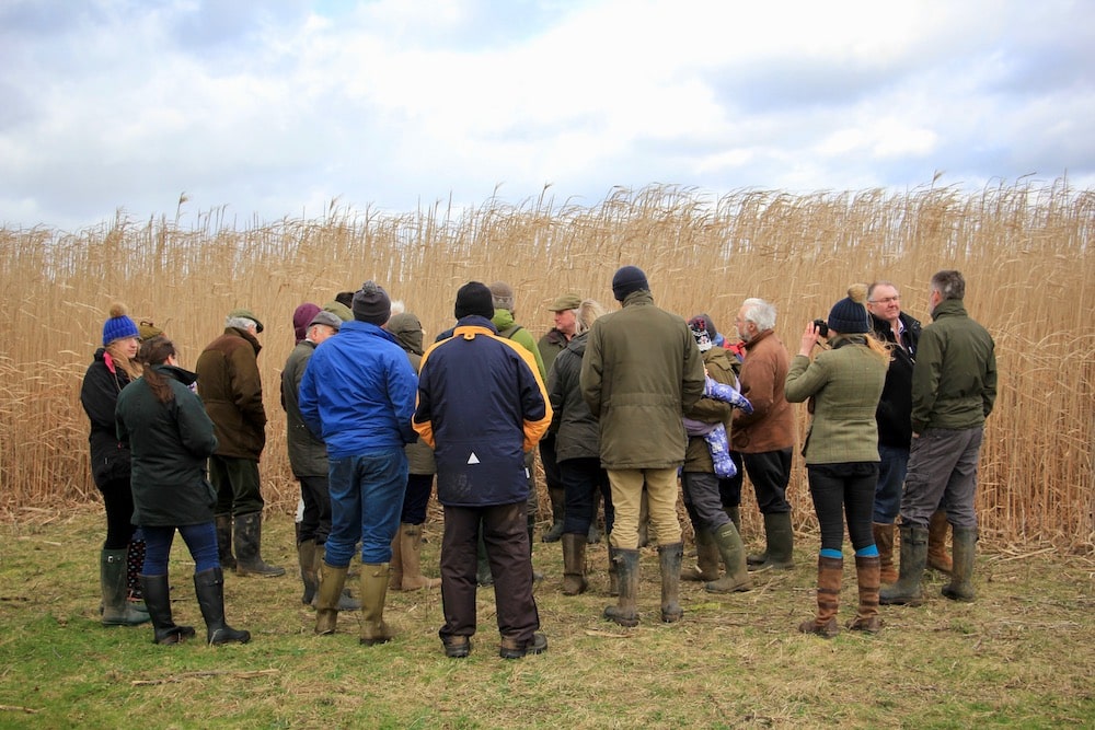 Miscanthus Farm Walk