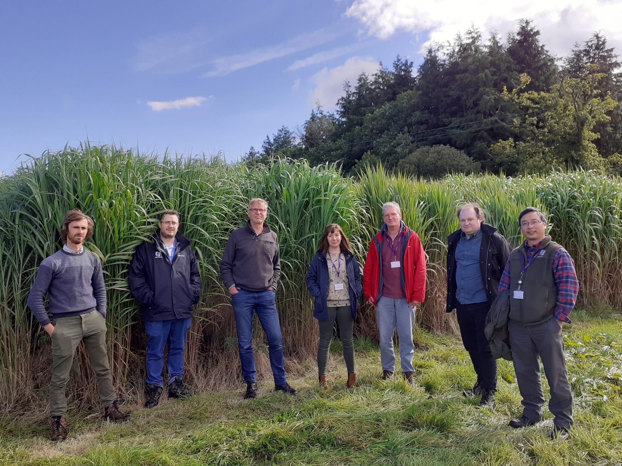 Miscanthus Farm Walk