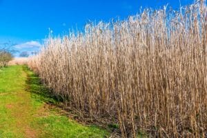 Elephant grass biomass growing in a field in Northamptonshire, UK in early spring