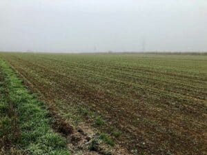 Cover crop establishing well in woody crops areas