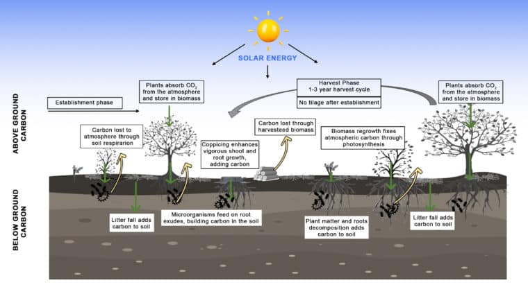 The effect of biomass crops on soil carbon