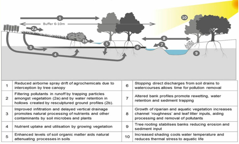 Environment Agency (2020). 3D buffer strips: Designed to deliver more for the environment. Environment Agency, Bristol.