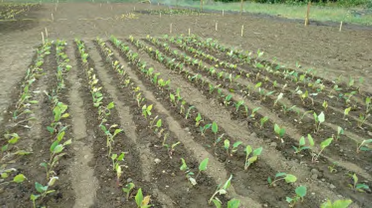 Cup Plant Cultivation