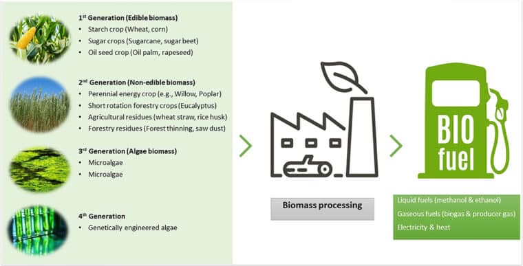Figure 1:  Biofuel feedstocks conversion to biofuels 