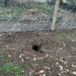 Badger tunnel under new Deer proof fence