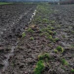 Grass weeds in fallow area – waterlogged soil