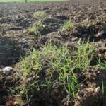 Some couch grass emerging in ploughed area for Miscanthus. This will benefit from pre-cultivation glyphosate application