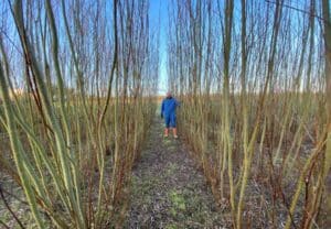 Willow ready for harvesting