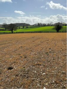 BGI 30th March - glyphosate application on 4th March worked well