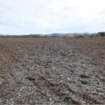 Cultivation has revealed a shale area in the field to house the 0.5 ha blocks