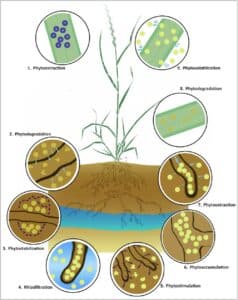 Phytoremediation strategies with the use of grasses