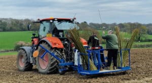 Willow Planting