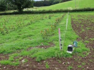 Electric fence around SRC Poplar