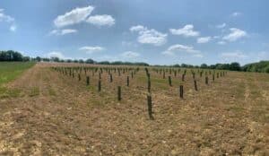 SRF Eucalyptus demo plot establishing well despite the lack of rain.