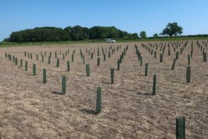 SRF Eucalyptus looked to be establishing well despite lack of rain