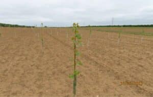 SRF Poplar looks to have a good establishment rate.
