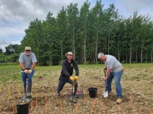Sida planting