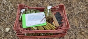 Willow bundles ready to be placed out in plots according to plan