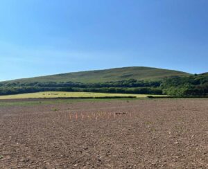 Boghall site Willow variety trial planting