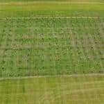 Drone view of Eucalyptus plot