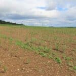 SRC Willow variety trial at SRUC Boghall