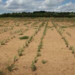 SRC Willow Variety Trial