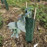 Eucalyptus nitens snapped off in wind, but main shoot still alive