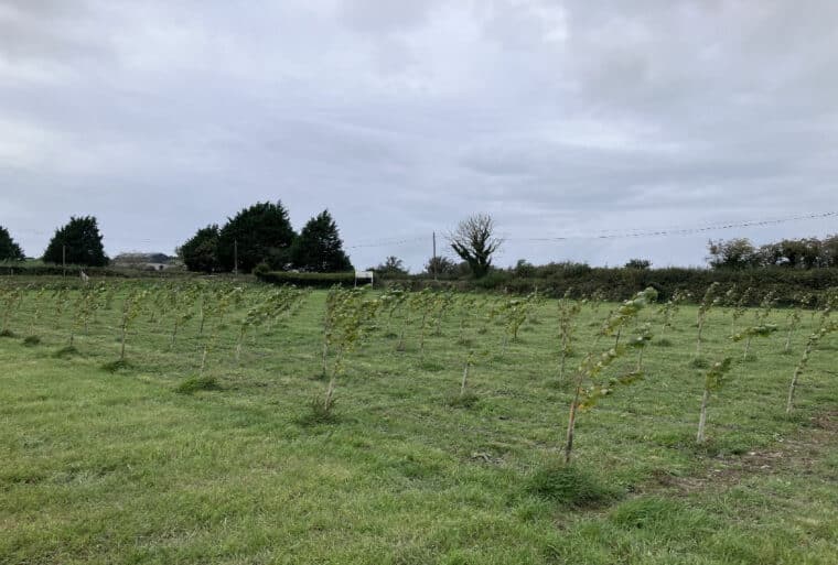 SRF Poplar in the wind. (N.B. Mowing been used to control grass).