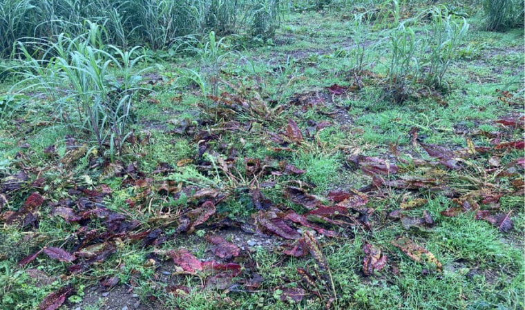 Post-Em sprays have killed off Broad leaves well.