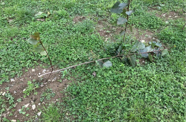 Wind damage to SRC Poplar