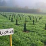 Eucalyptus plot at AFBI Hillsborough, October 2023