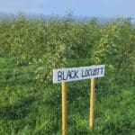 Windswept Black Locust at AFBI Hillsborough, October 2023