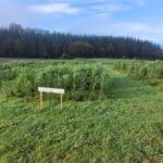 The Miscanthus variety trail at AFBI Hillsborough, October 2023