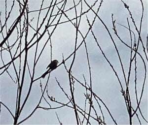 A Long-Tailed Tit silhouetted against the willow crop
