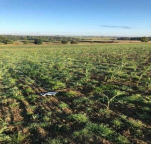 Quadrats used to make an establishment count in the 0.5 ha Miscanthus Athena.
