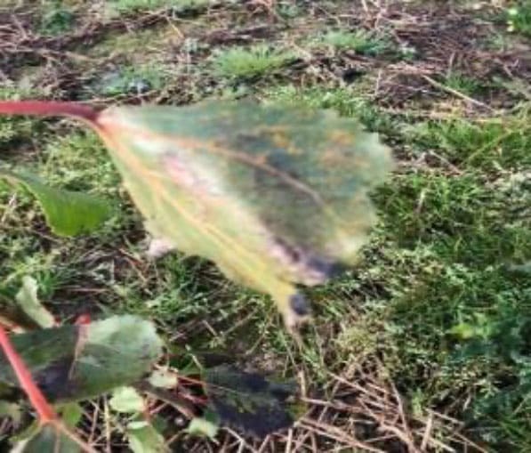 Rust observed on SRC Poplar leaf.