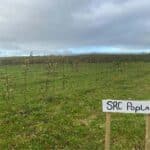 AFBI. SRF Poplar