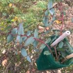 BGI. Eucalyptus frost damage to main shoot.