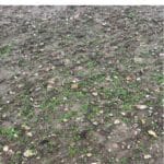 BGI. Brown Mustard seeds are showing establishment in the 0.5 ha Miscanthus Athena plot prior to 2024 re-plant