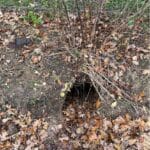 BGI. Badgers are digging under the Deer Fence