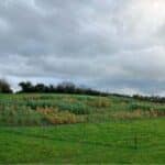 IBERS. The Miscanthus hybrids in the variety trial are now beginning to senesce.
