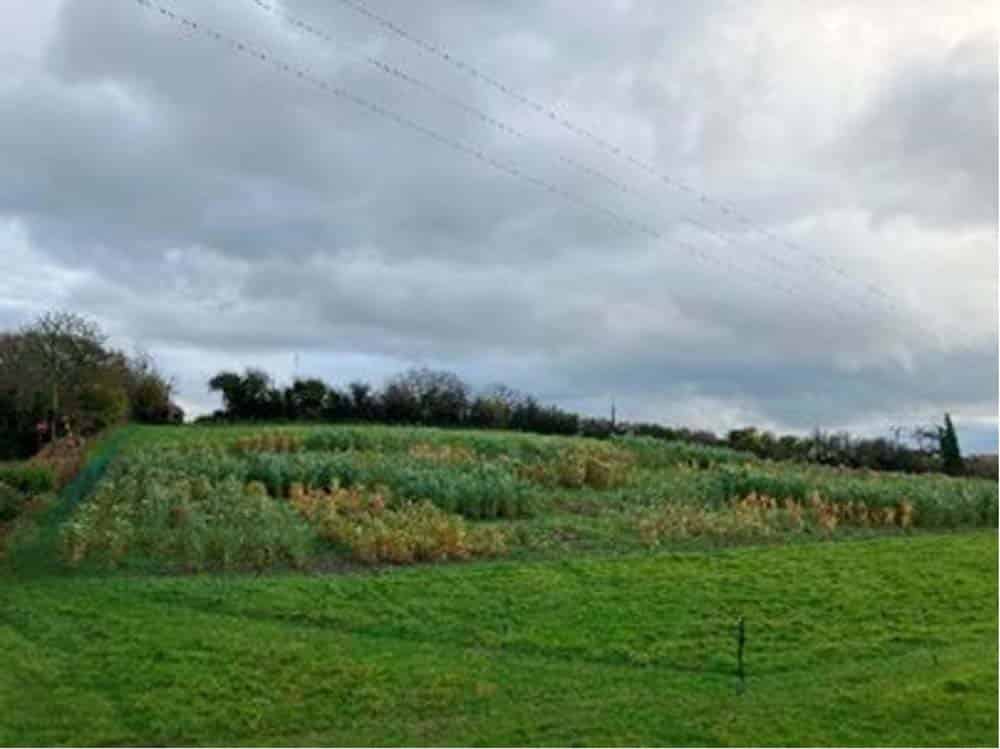 IBERS. The Miscanthus hybrids in the variety trial are now beginning to senesce.