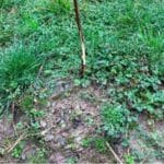 IBERS. Three willow plants on the edge row have signs of Rabbit damage. The bark has been removed approx. 50% around the stem.