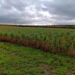 Miscanthus Giganteus, Headley Hall
