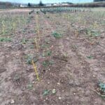 NIAB. Turbo Obelisk plants are struggling. Past grazing damage has caused issues. Few healthy plants remain.