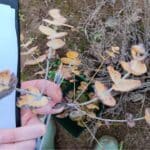 NIAB. Damage observed on some of the Eucalyptus varieties.