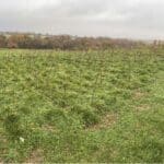 North Wyke. Black Locust ‘Turbo’ Several plants have gone over to 45 degrees in the wind. Fully dormant now