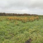 Miscanthus at North Wyke, November 2023